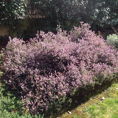 Lägenhetshotell Majense