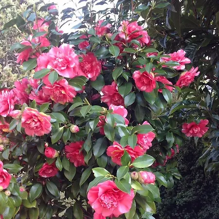 Lägenhetshotell Majense Merano