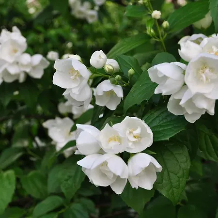 Majense Lägenhetshotell