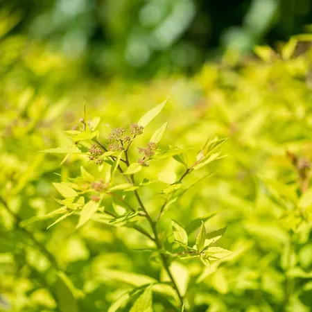 Majense Lägenhetshotell 4*