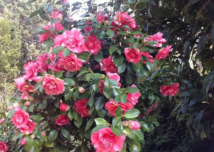 شقة فندقية Majense ميرانو